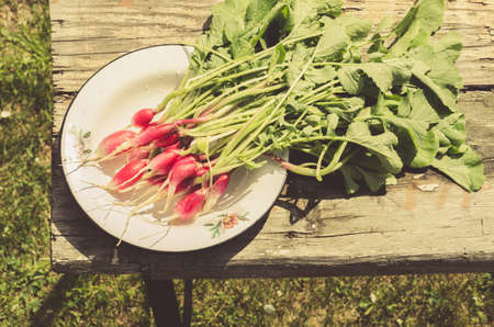 fresh radish in a garden/rustic style: fresh radish in a garden on sunlight, top viewの写真素材