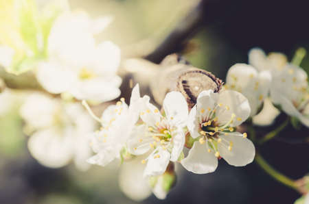 Background from branches of apple trees with white flowers on blue sky/Sunny day. Spring flowers. Beautiful Orchard. Spring holidays background. Springtimeの写真素材
