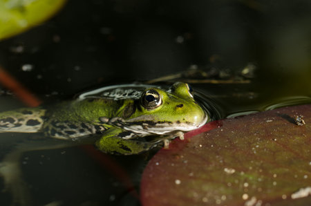 Frog. A frog in water near water lily leaves. Frog in the conditions of the nature
