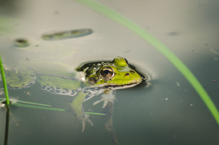 frog. A frog in water in the nature