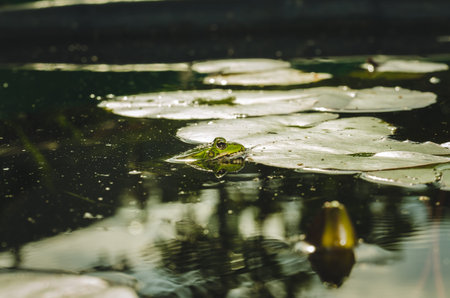 Frog. A frog in water near water lily leaves.