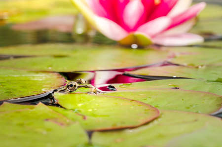Frog and lily flower. A pond with a frog and a flower of a lily. Beautiful natureの写真素材