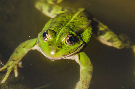 green frog lies on water/green frog lies on water, top viewの写真素材