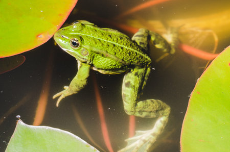 muzzle of a frog close up/muzzle of a frog close up in water lily leaves