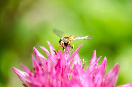Striped fly sits on a violet flower of Sedum. Closeup.の写真素材