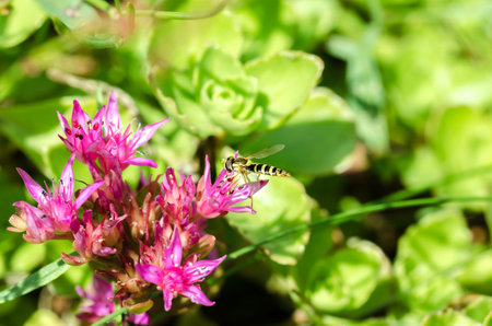 Striped fly sits on a violet flower of Sedum. Closeup.