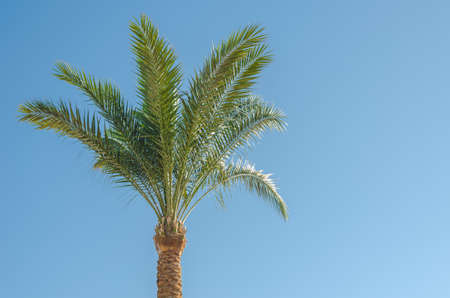 Green palm trees against the blue sky, natural landscapeの写真素材
