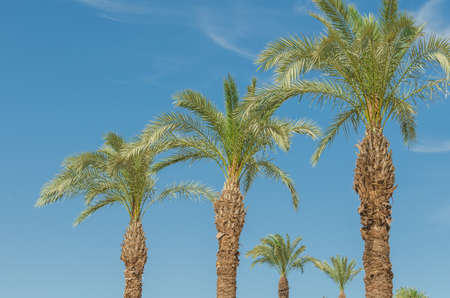 Green palm trees against the blue sky, natural landscapeの写真素材