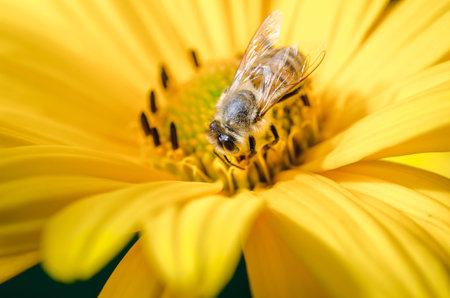 bee pollinates a yellow flower/bee pollinates a yellow flower, selective focus