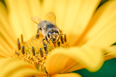 bee pollinates a yellow flower/bee pollinates a yellow flower, selective focus