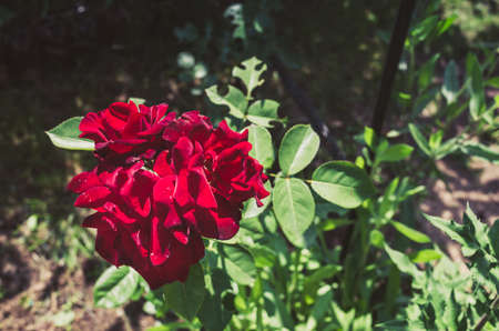 Red flower of a rose. Beautiful nature scene with blooming red flower of a rose. Beautiful red roses backdrop.の写真素材