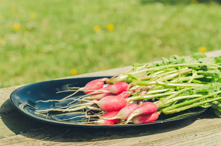 bundle healthy radish in a garden/radish in a black bowl on a wooden white background, selective focusの写真素材