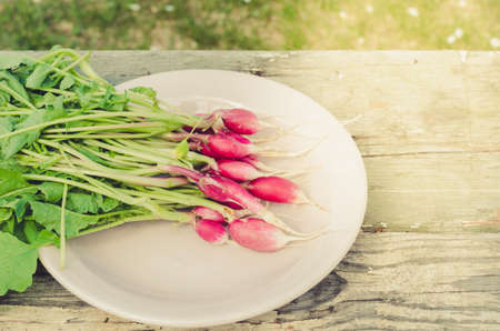 fresh radish in a garden on sunlightrustic style fresh radish in a garden on sunlight, top viewの写真素材
