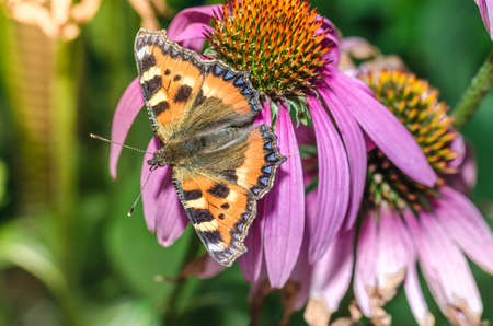 Butterfly. Admiral pollinates on echinacea/beautiful butterfly pollinates on a bright echinacea flowerの写真素材