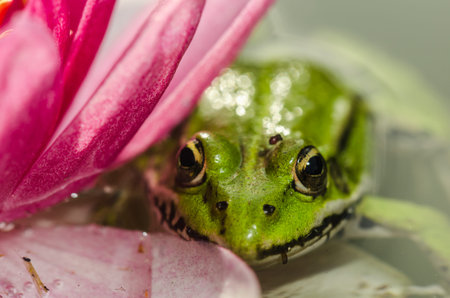 Frog. Green frog sitting in the leaf near a pink lily flower/A pond with a frog and a flower of a...