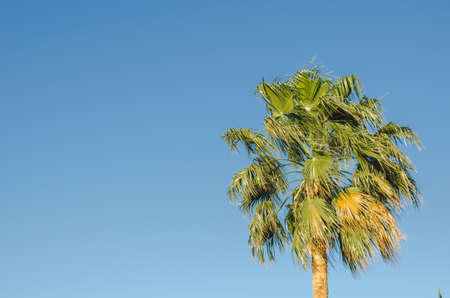 Palm under the sun against the background of the blue sky. Natural landscapeの写真素材