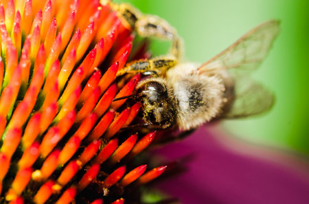 The bee pollinates the flower echinacea. Pollination.