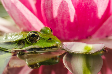 Green frog sitting in a pink lily/A pond with a frog and a flower of a lily. Beautiful nature