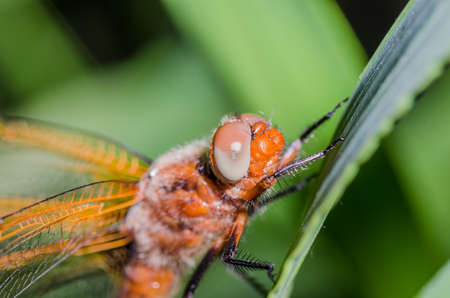 Dragonfly sits on a branch with leaves/dragonfly sits on green grass. Wild natureの写真素材