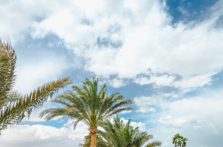 Beautiful palm trees against the background of blue sky in bright sunlight. Beautiful natureの写真素材