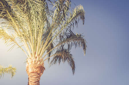 Palm under the sun against the background of the blue sky. Natural landscapeの写真素材
