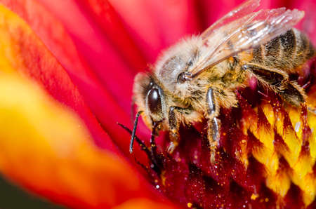 Honeybee pollinates a colourful flower/ Honeybee pollinates a colourful flowe. Closeup. Pollinations of conceptの写真素材