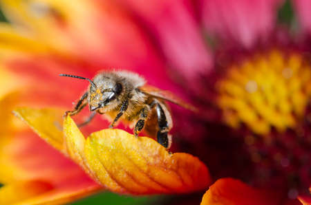 Bee takes pollen from a colorful flower / Bee takes pollen from a colorful flower close up. Pollinations of conceptの写真素材