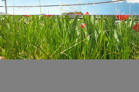Meadow of red tulips on a background of blue sky on a sunny day.