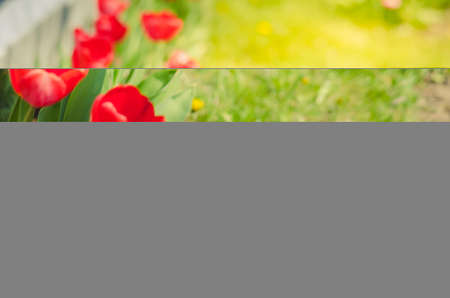 Blooming red tulips grow in spring in the garden.