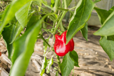 Red pepper on a plant. Gardening.の写真素材