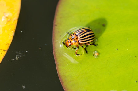 Colorado potato beetle crawling on a plant. Harmful insect.