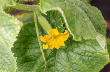 Cucumber flower with fruit grows on the plant. Agriculture in the garden.の写真素材