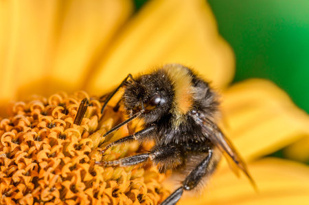 Pollination of a yellow flower with a bumblebee in summer