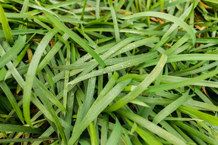 Green reed grass with dew drops.