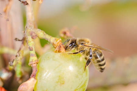 Bees devour ripe grapes in the garden outdoor.の写真素材