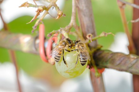 Bees eat ripe green grapes in the garden outdoor.