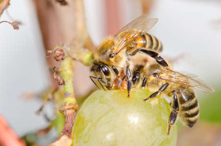 Bees eat ripe green grapes in the garden outdoor.の写真素材