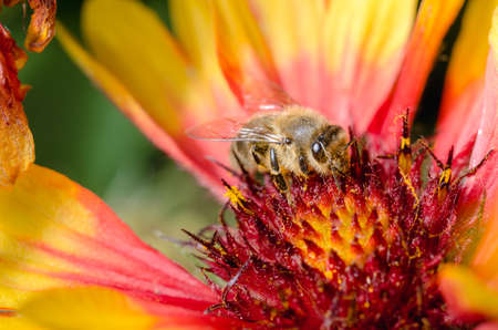 Bee pollinates a red-yellow flower.の写真素材