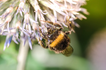 big bumblebee pollinates a flower EchÃ­nops. / bumblebee pollinates a flower. Selective focus.