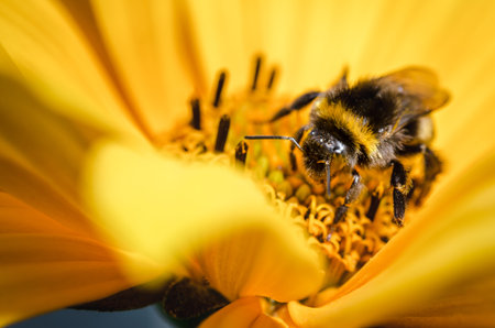 pollination by a bumblebee of a flower / Closeup. Pollinations of concept