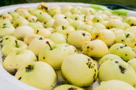 ripe apples in a white bucket / ripe apples in a white bucket, selective focusの写真素材