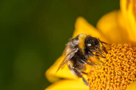 Pollination. Big striped bumblebee on yellow flower.の写真素材