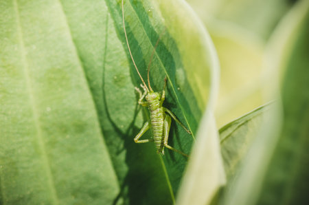 Green grasshopper sitting on a leaf. Insects.の写真素材