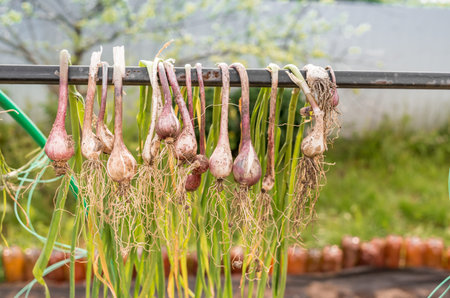 Bunches of onions dry outdoors. Gardening concept.