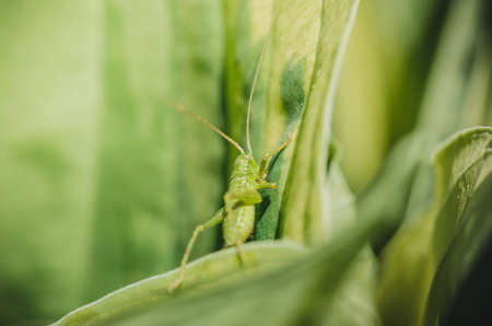 Green grasshopper sitting on a leaf. Insects.の写真素材