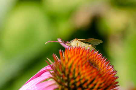 Bed bug crawling on echinacea flower. summer garden flowers.