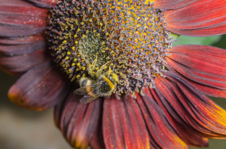 Bumblebee crawls on a large red flower. wildlife.