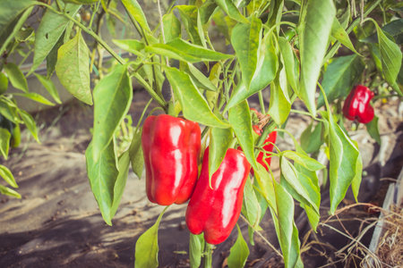 Red pepper harvest ripening on the bush. agriculture.の写真素材