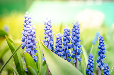 Landscape of spring blue flowers. Bloom.の写真素材
