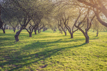 Beautiful park with old trees. Sunny day. Sunrise.の写真素材